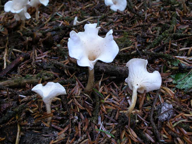 Stereopsis humphreyi